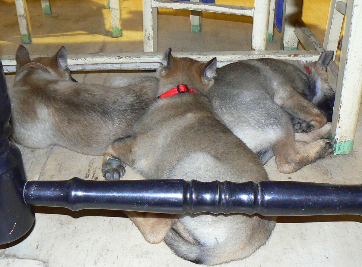 Bary, Čertice, Stella